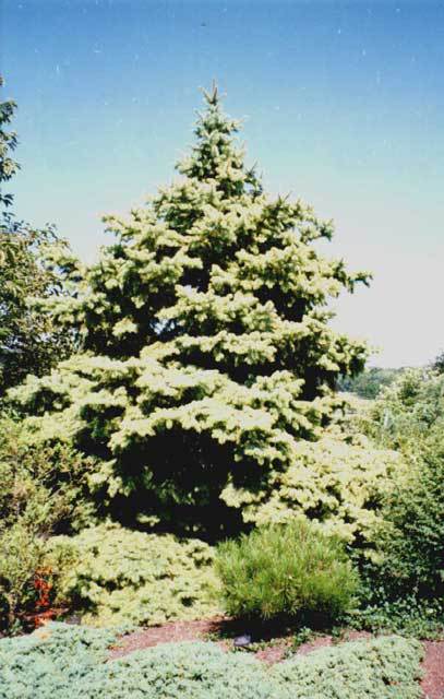 Picea pungens 