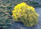Pinus mugo 