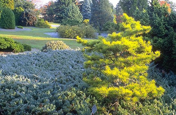 Pinus sylvestris 