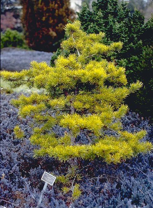 Pinus sylvestris 