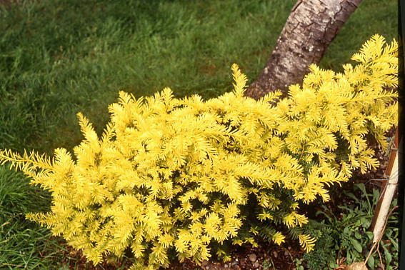 Taxus cuspidata 