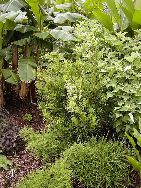 Podocarpus macrophyllus 