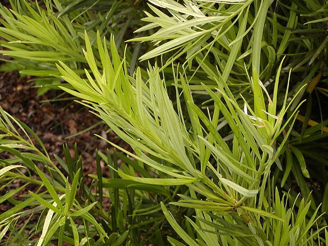 Podocarpus macrophyllus 
