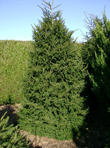 Picea orientalis 