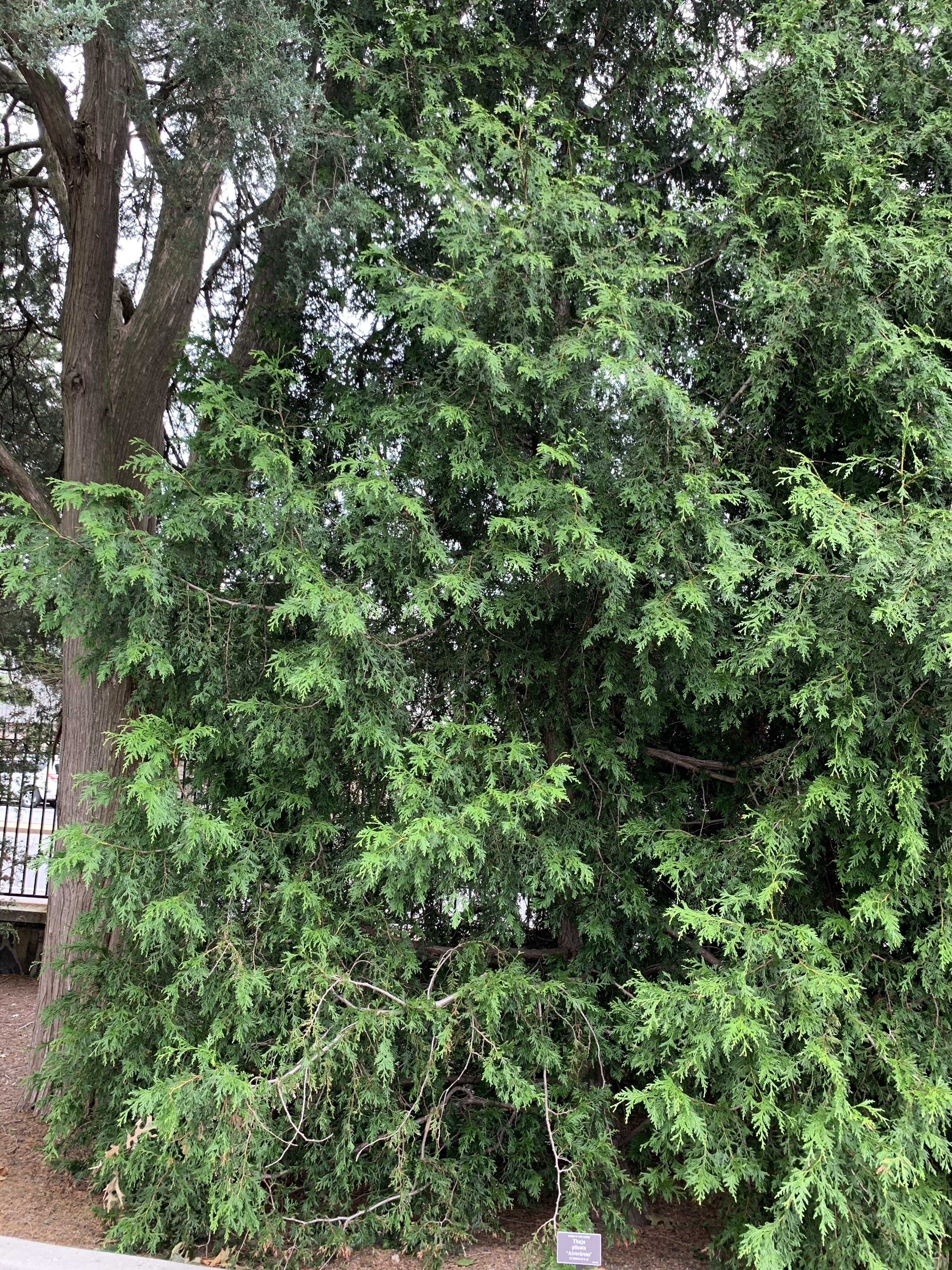 Thuja plicata 