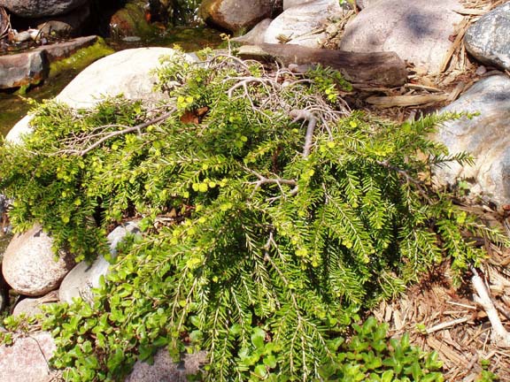 Tsuga canadensis 