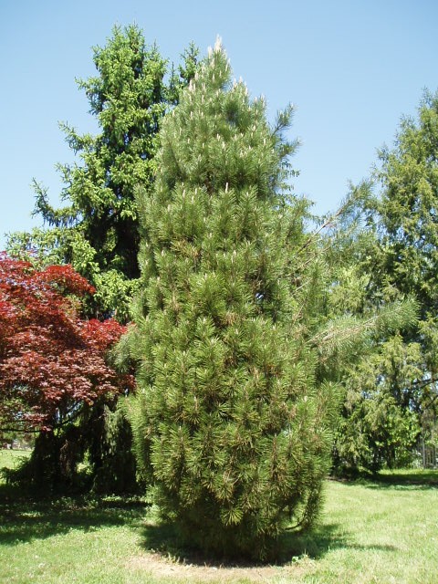 Pinus nigra 