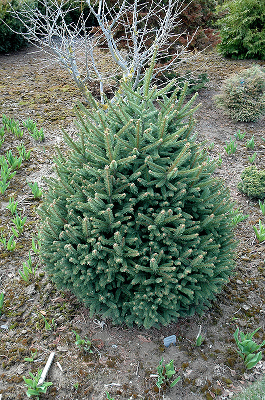 Picea abies 