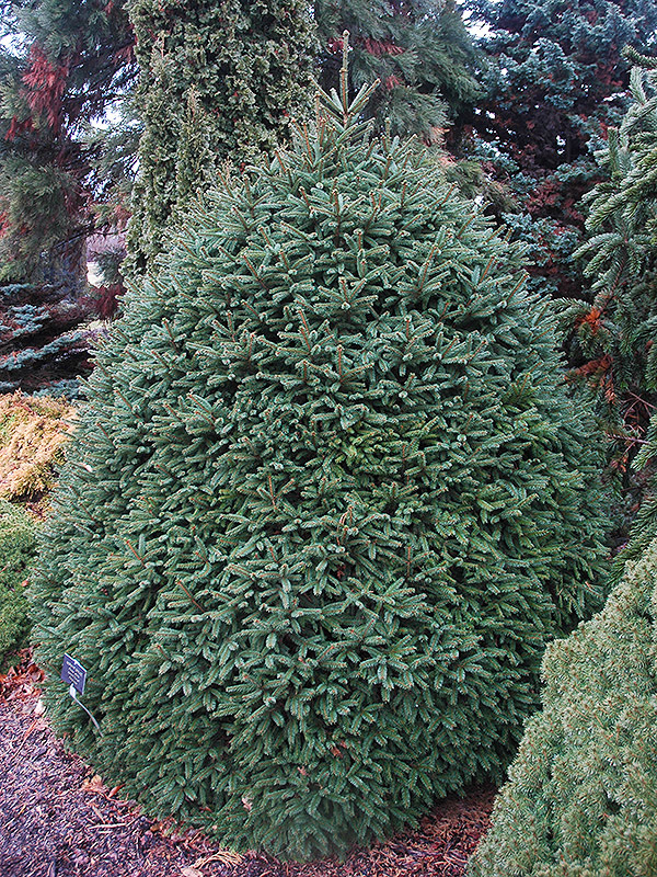 Picea abies 