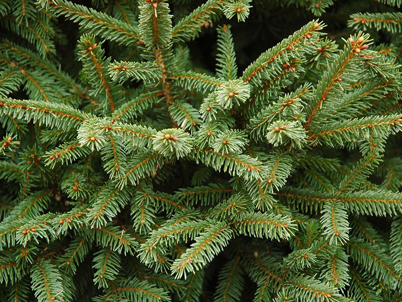 Picea abies 