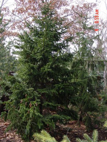 Picea abies 
