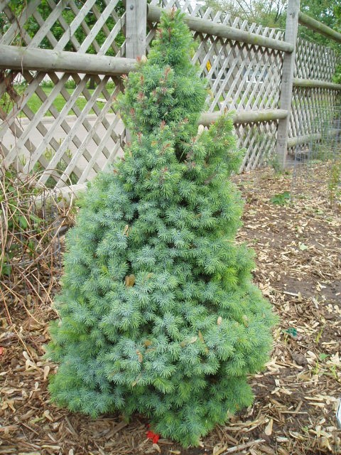 Picea glauca 