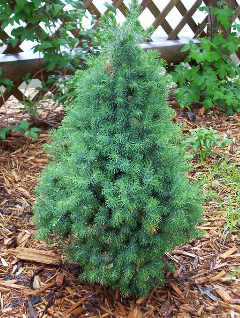 Picea glauca 