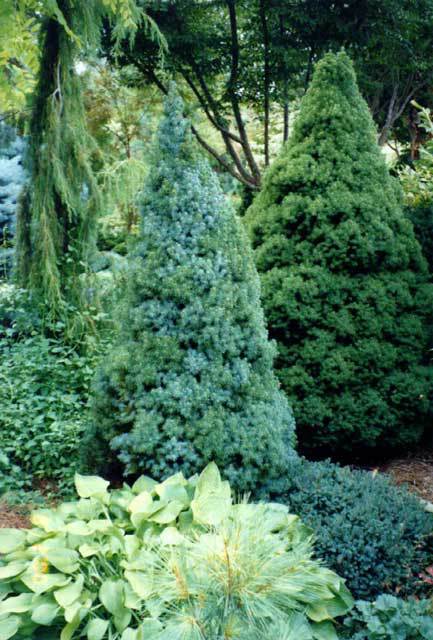 Picea glauca 