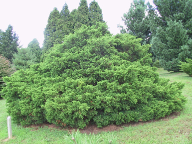 Juniperus chinensis 