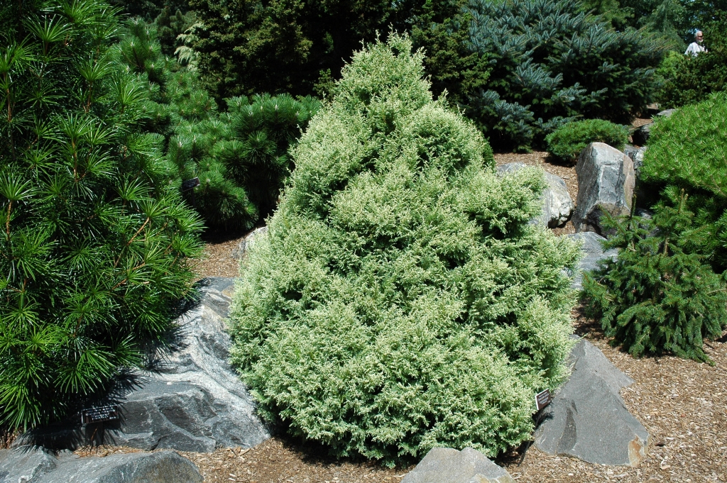 Chamaecyparis pisifera 