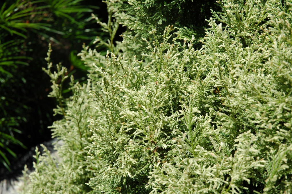 Chamaecyparis pisifera 