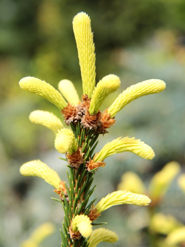 Picea abies 