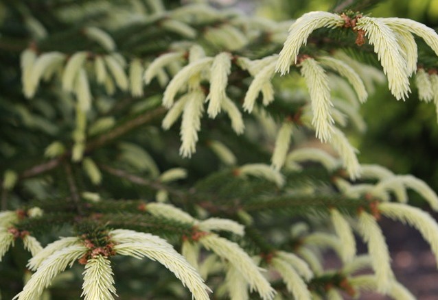 Picea abies 