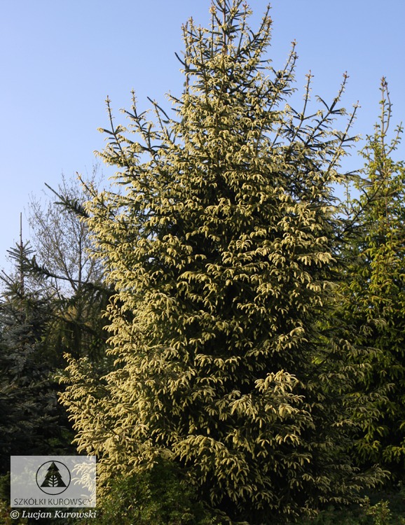 Picea abies 