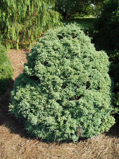 Chamaecyparis pisifera 