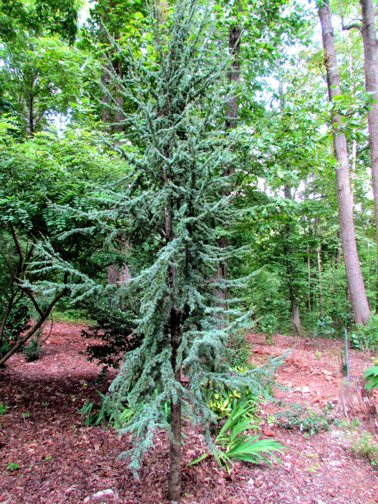 Cedrus atlantica 