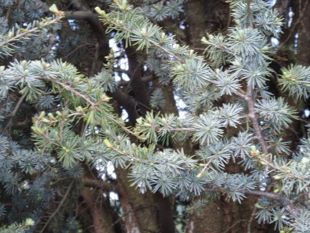 Cedrus atlantica 