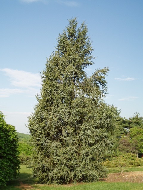 Cedrus atlantica 