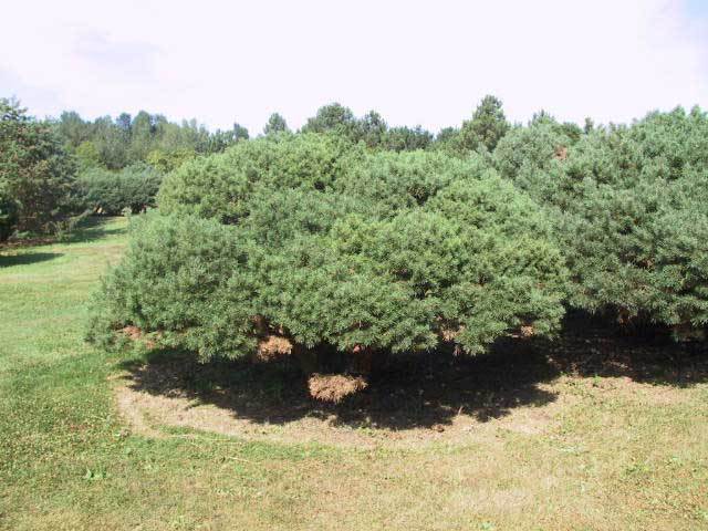 Pinus sylvestris 