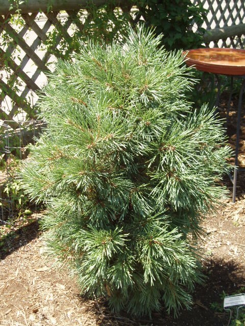 Pinus sylvestris 