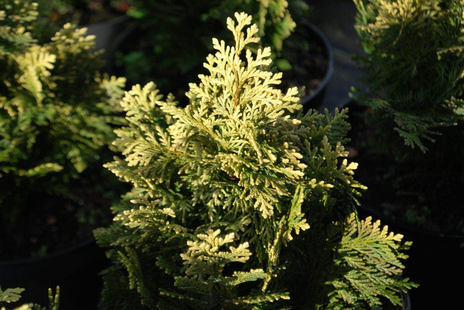 Chamaecyparis obtusa 