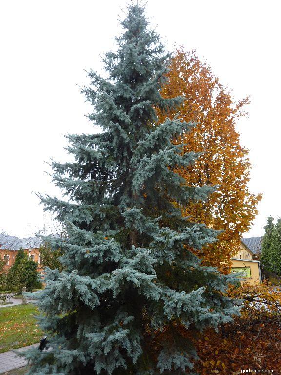 Picea pungens 