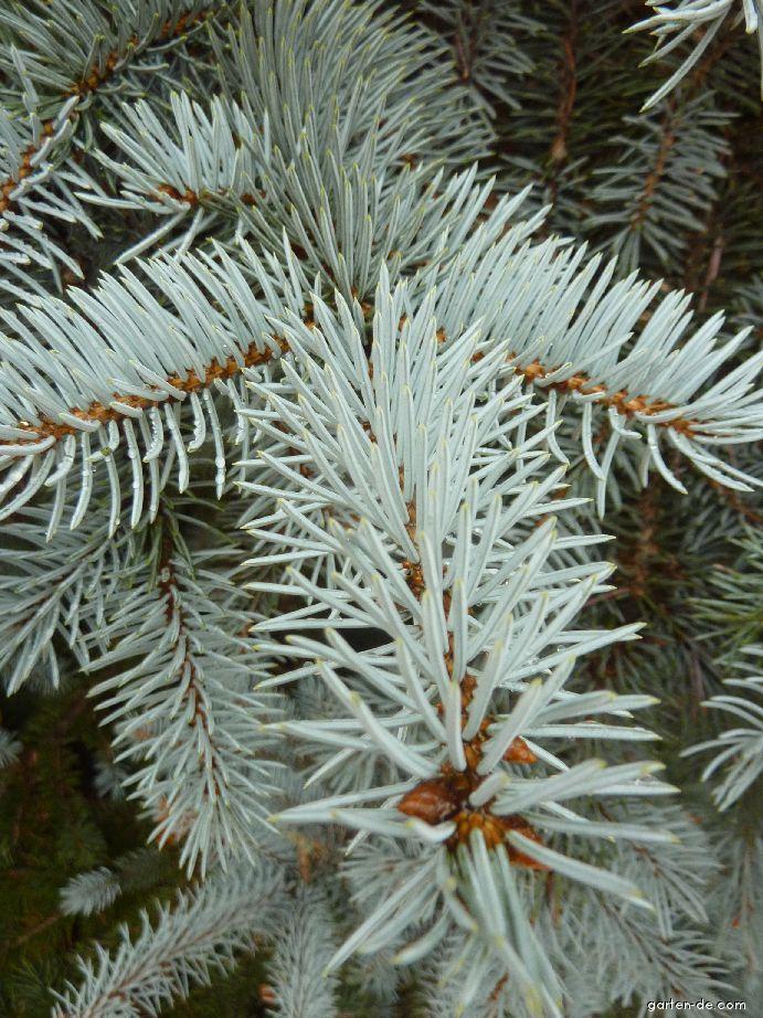 Picea pungens 