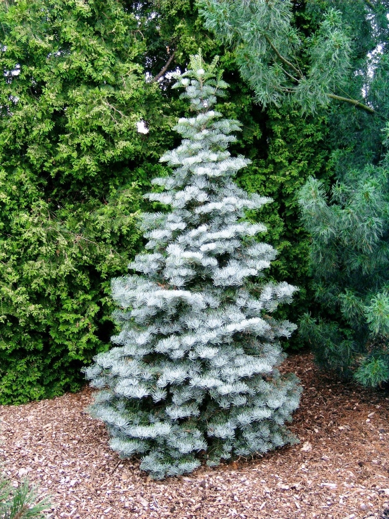 Abies concolor 