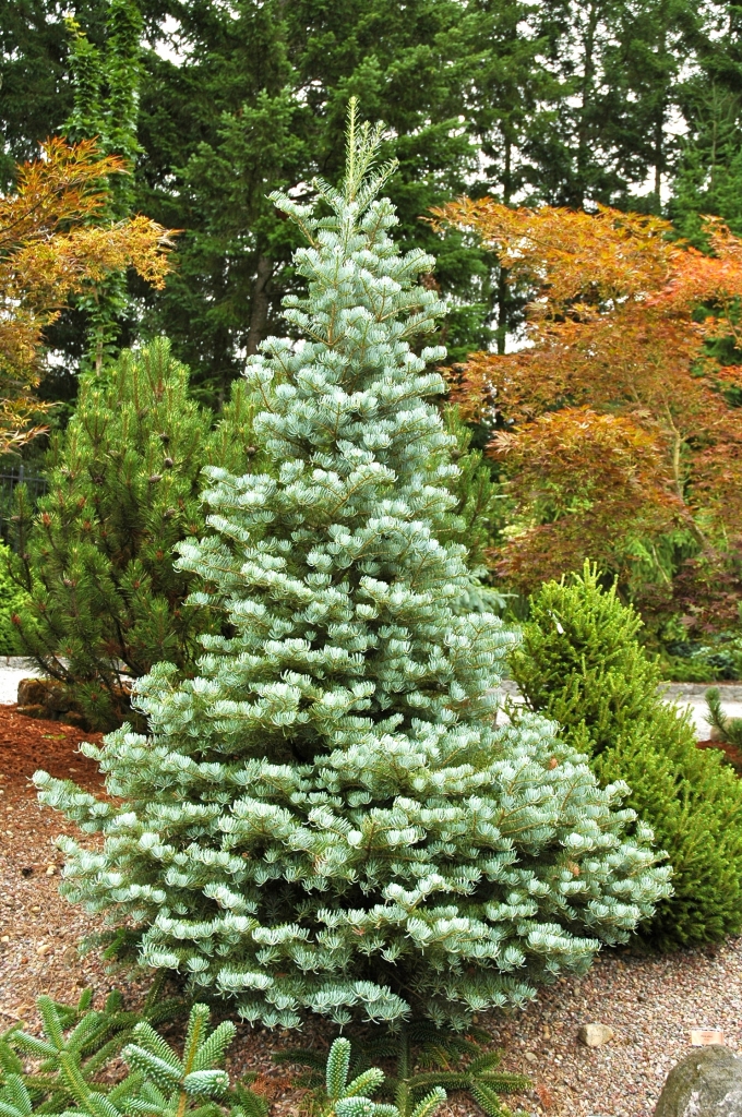 Abies concolor 