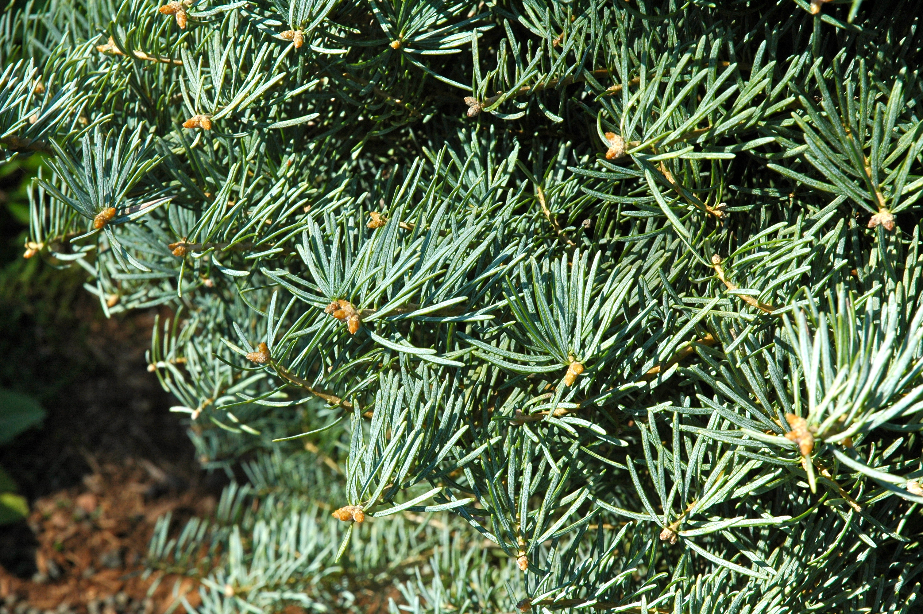 Abies concolor 