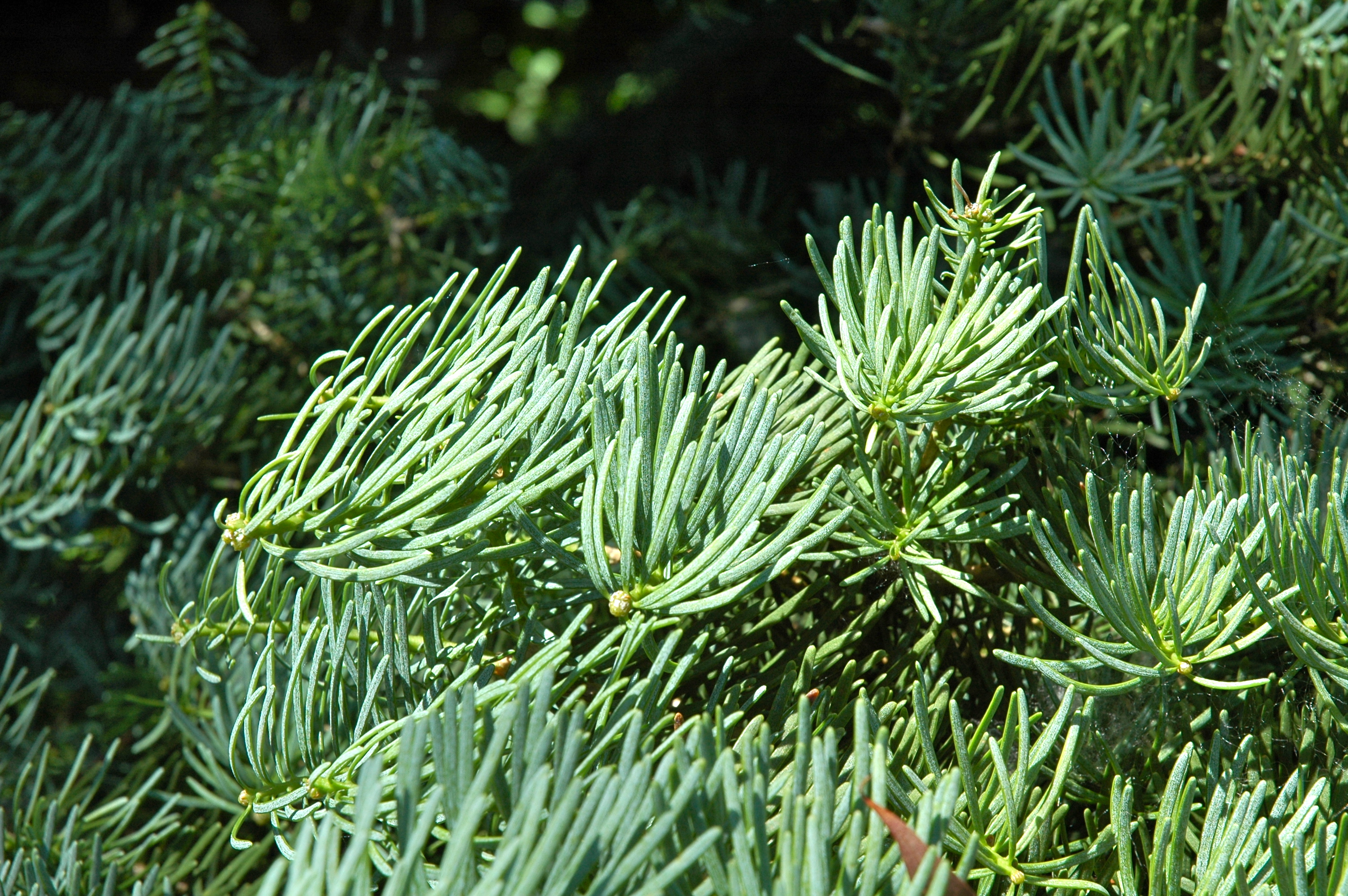 Abies concolor 