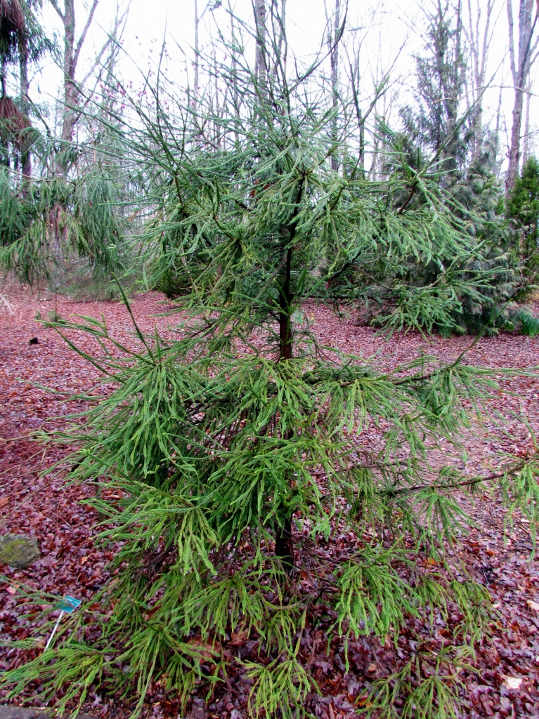 Cryptomeria japonica 