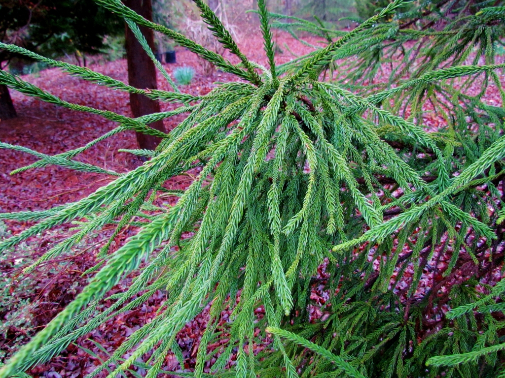 Cryptomeria japonica 