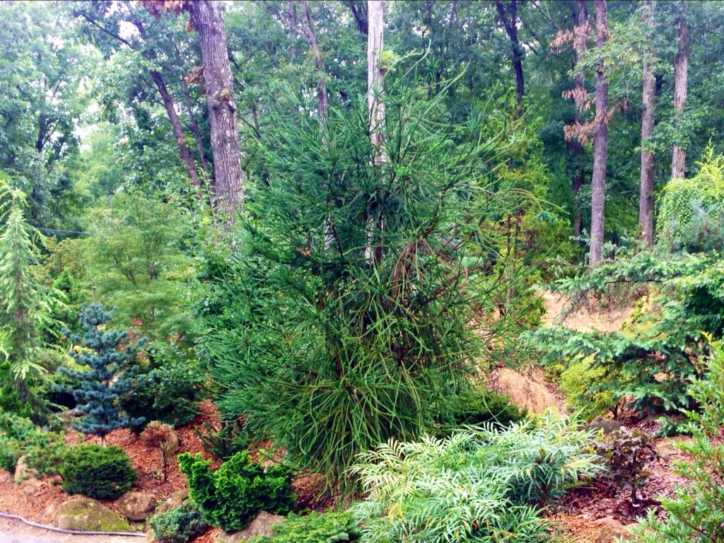Cryptomeria japonica 