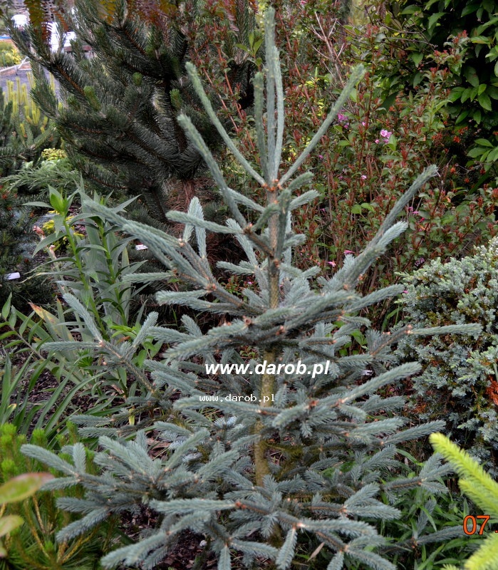 Picea abies 