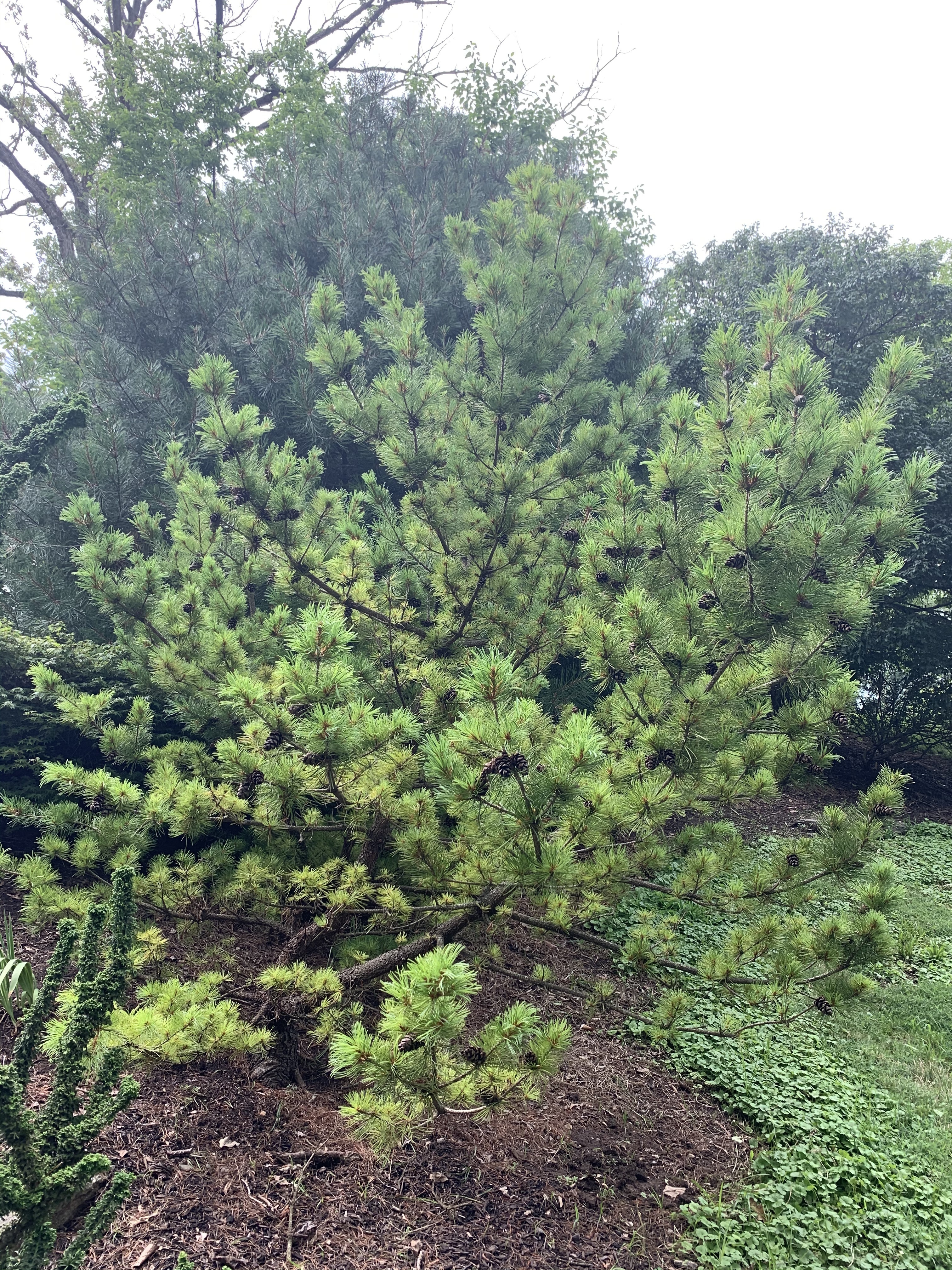Pinus parviflora 