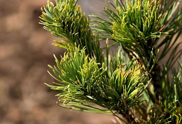 Pinus parviflora 