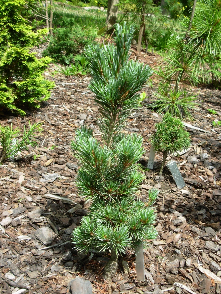 Pinus parviflora 