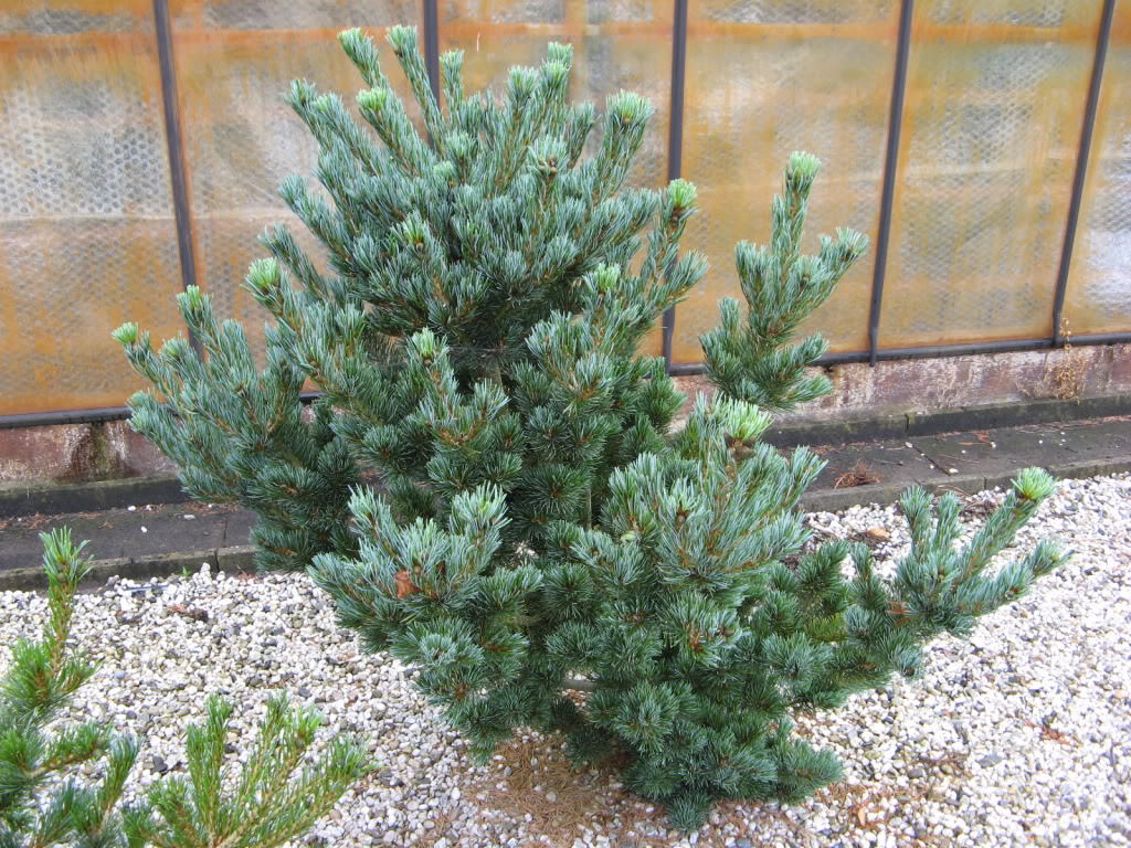 Pinus parviflora 