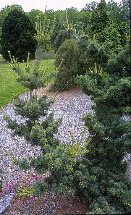 Pinus parviflora 
