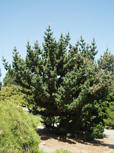 Pinus parviflora 