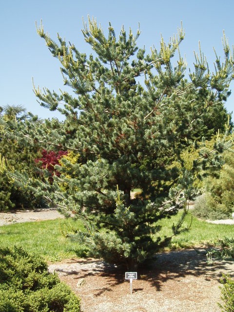 Pinus parviflora 