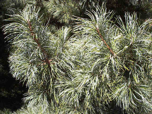 Pinus koraiensis 