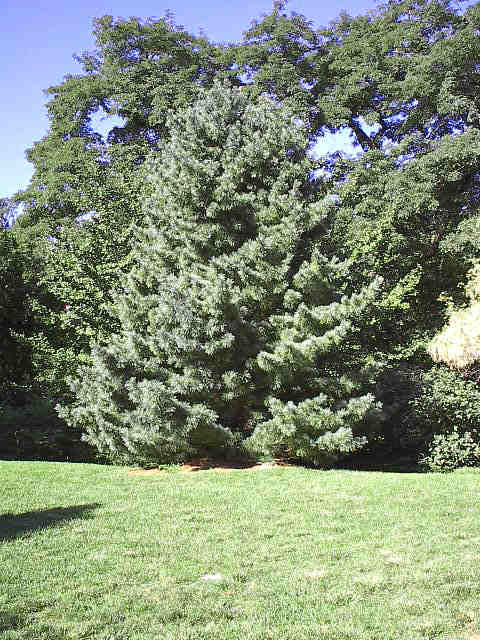 Pinus koraiensis 